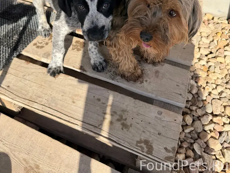 Найден гигантский шнауцер и щенок метис, д. Сергеевка