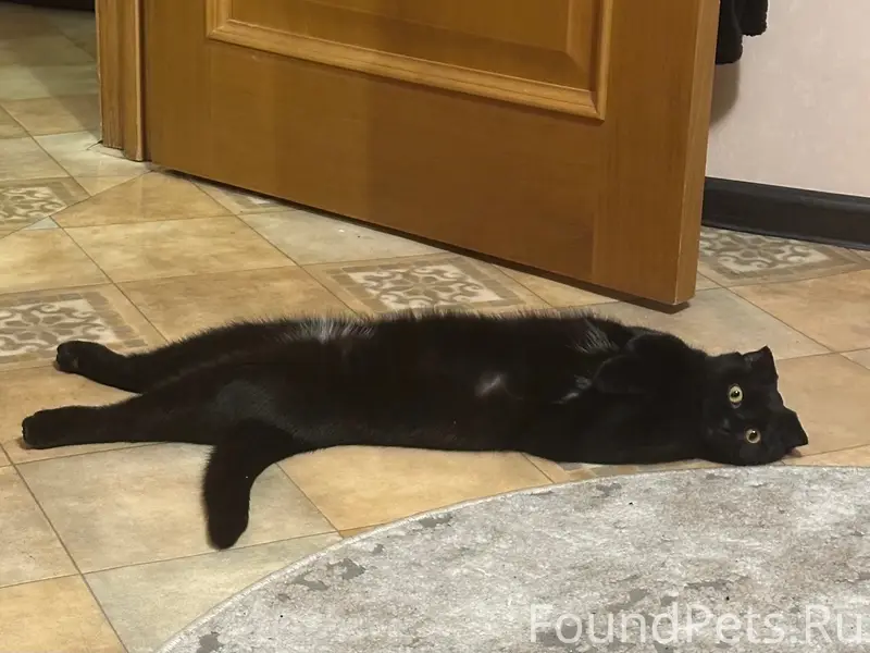 Пропала кошка Тучка, район 3й школы