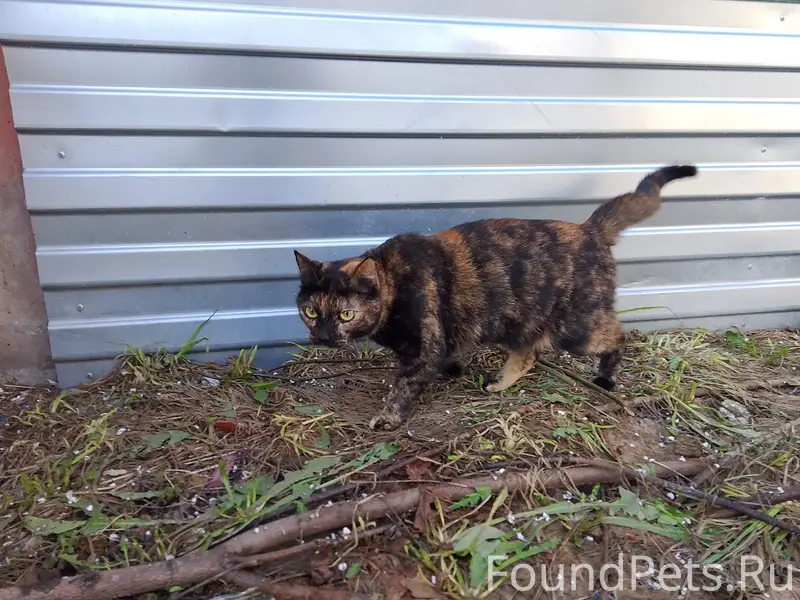 Найдена трёхцветная кошка, Лососинское шоссе