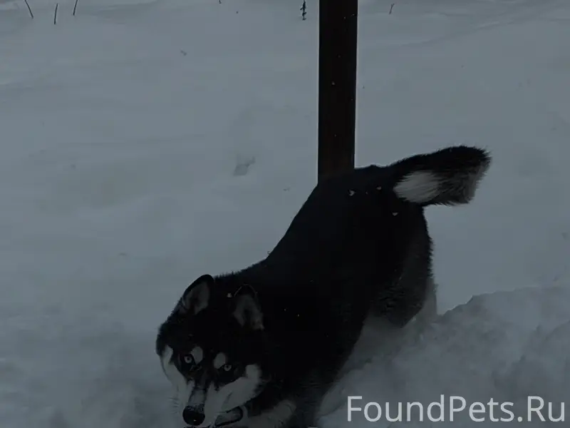 Пропал Марти, собака