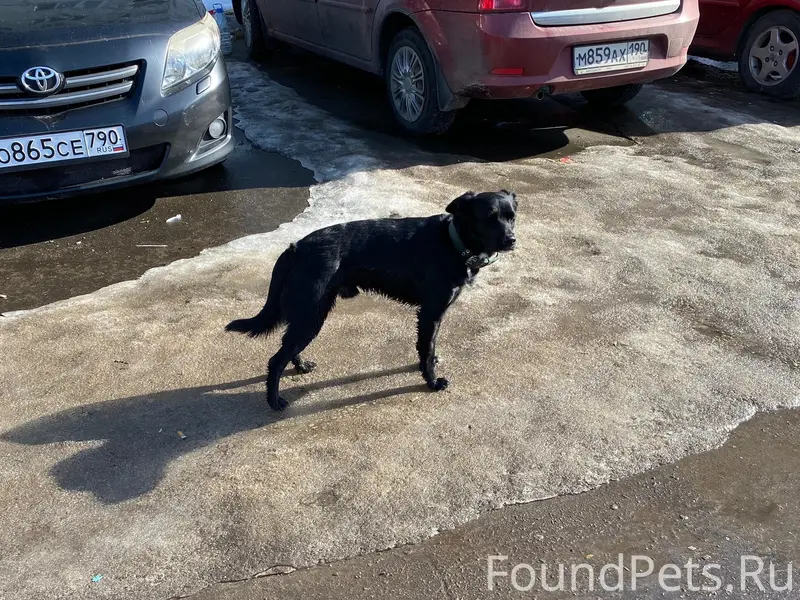Найден пёс, бульвар Лебедянский
