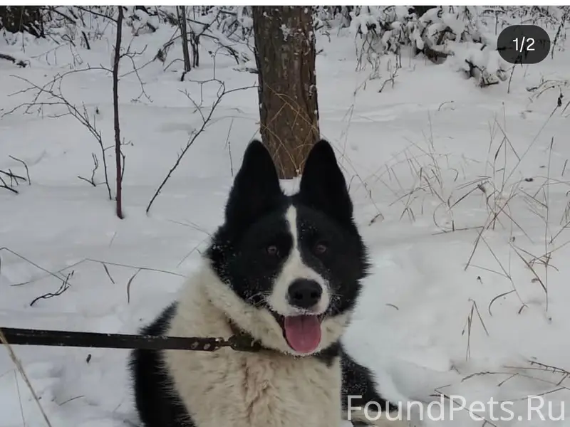 Пропал кобель, улица Ленина