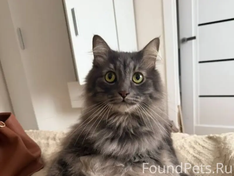 Пропал кот Филя, улица Металлургов