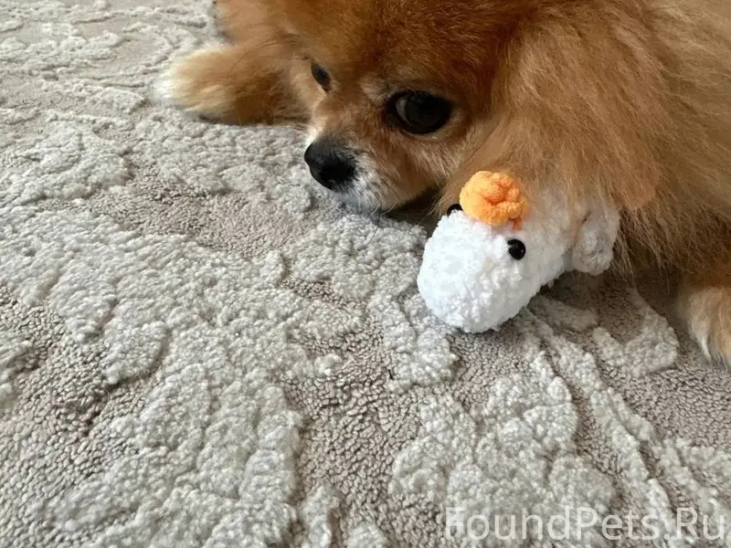 Пропала собака Лакки, улица Беляева