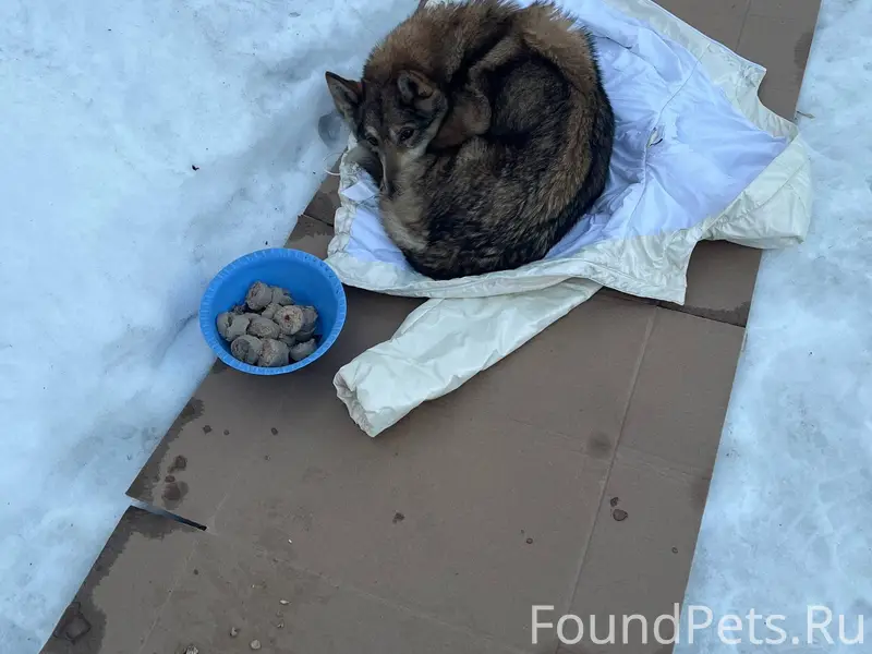 Найдена собака, Советский район