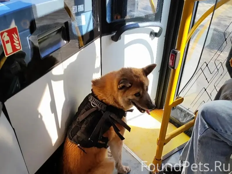 Пропал пёс, д. Калюжки, г. Жодино