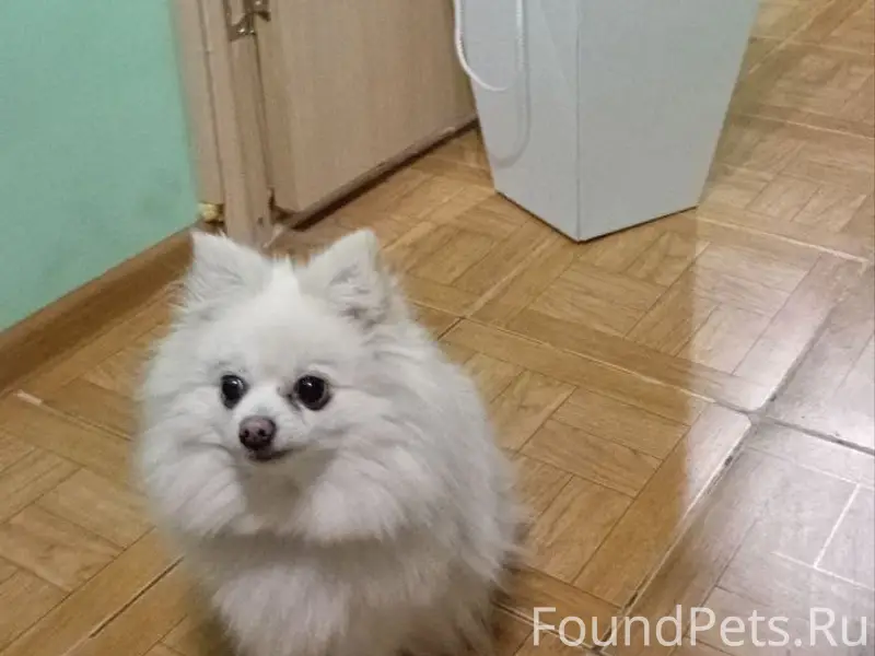 Пропала белая собачка шпиц Снежка, Москва, СВАО