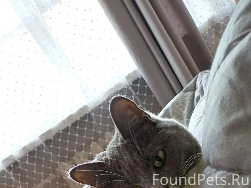 Пропала кошка Сторми, район Осипенко