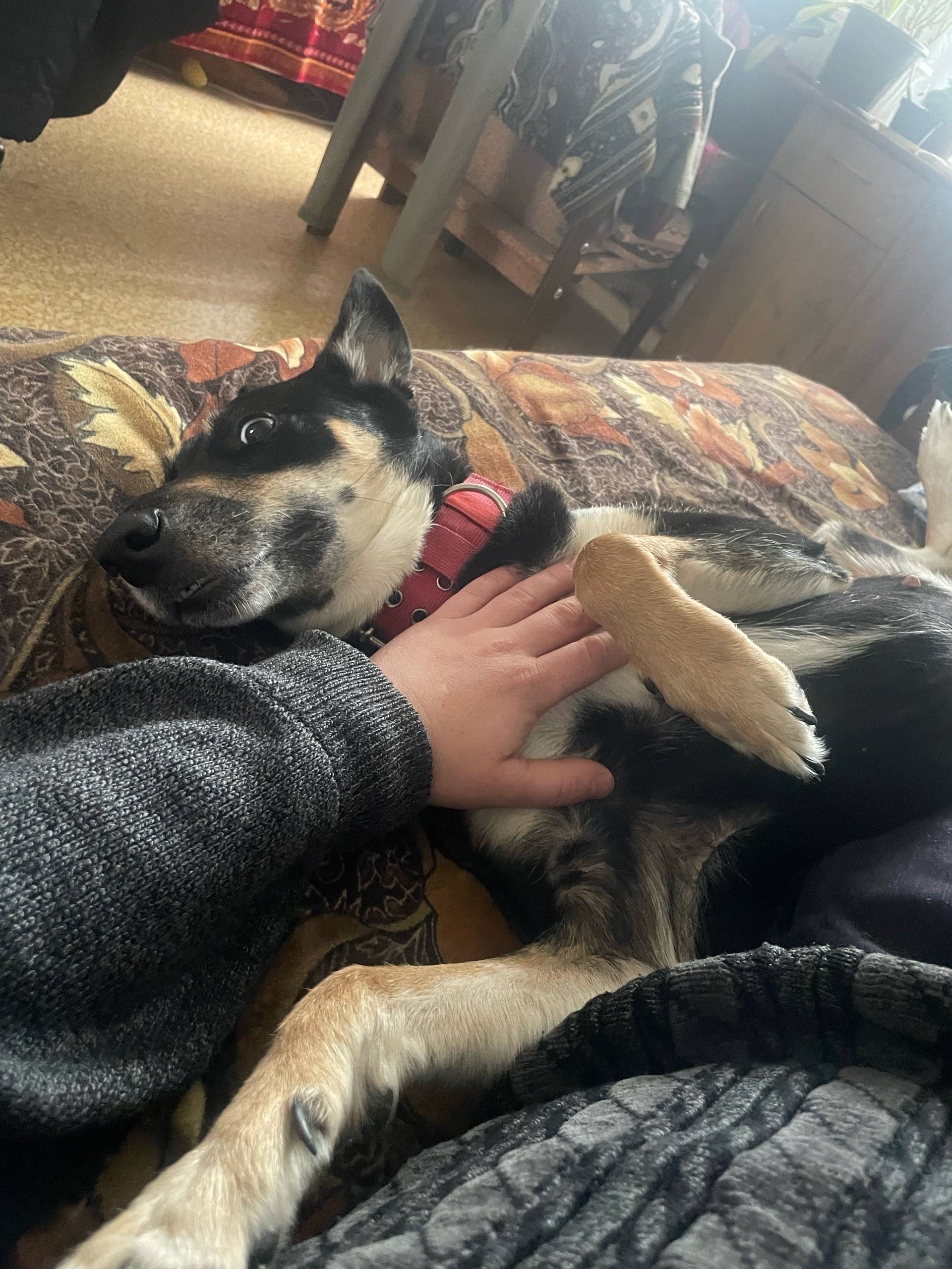 Пропала собака Марта, район Темерницкой рощи