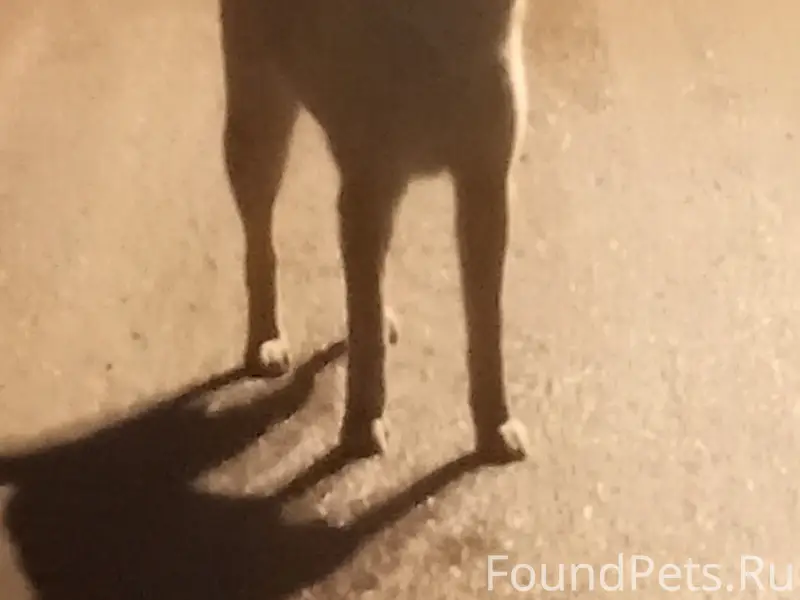 Найден пёс грязно-бежевой расцветки, Коломна