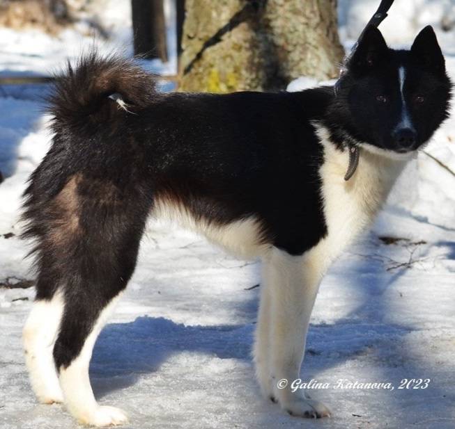 Пропала Русско-Европейская лайка, ул. Полевая