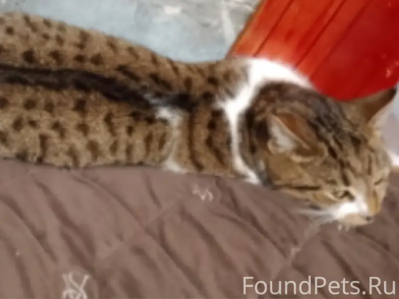 Пропала кошка, 3-я школа