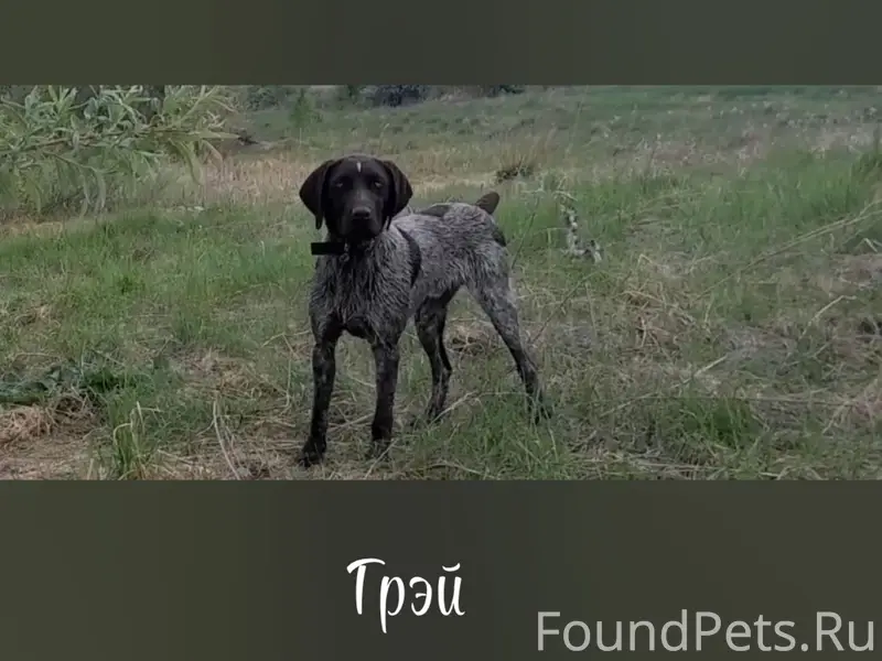 Пропала собака, ул. Энтузиастов
