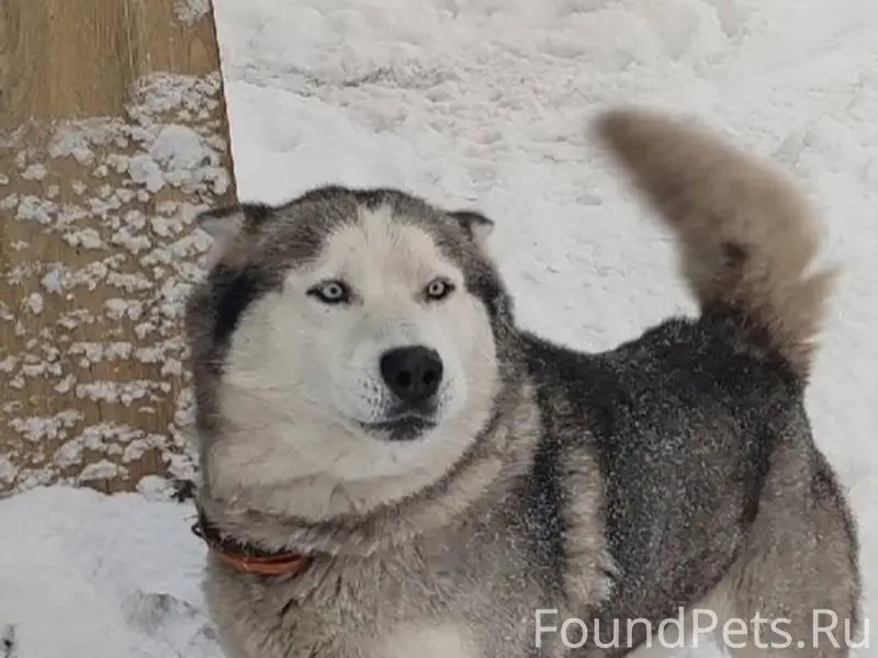 Пропал Джек, село Митрополье
