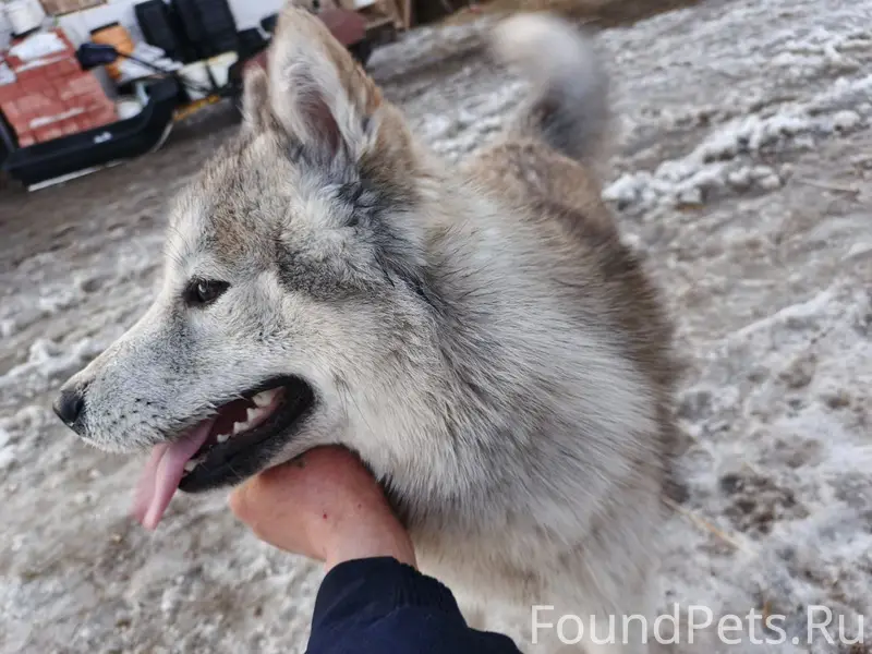 Найден тип собака, п. Слава