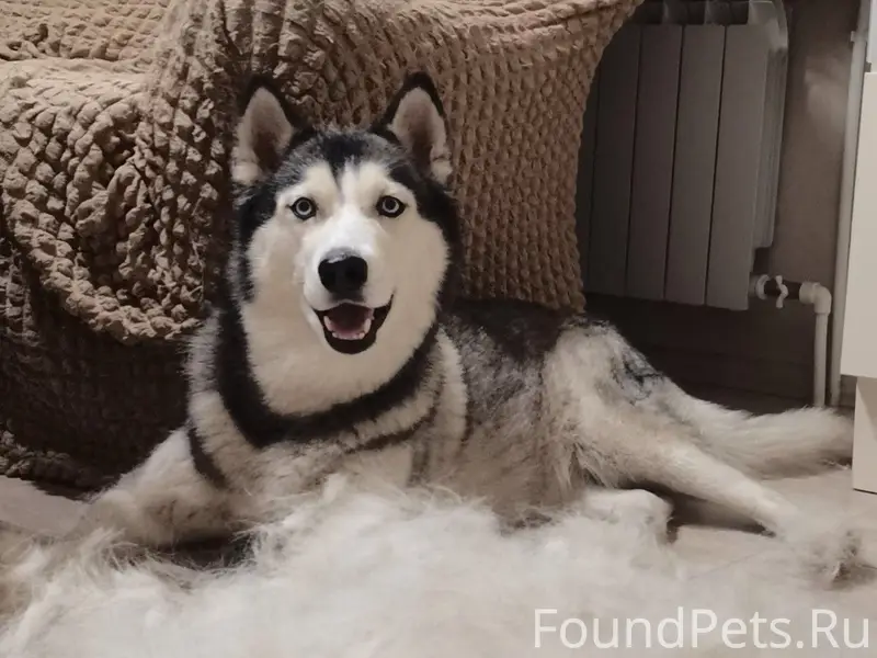 Пропала хаски Пандора, Яменское