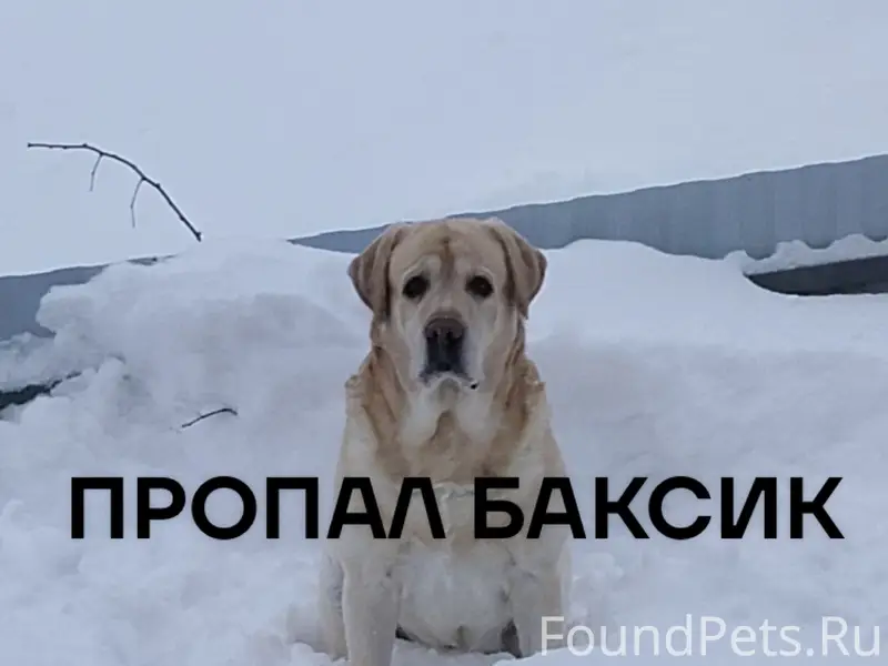 Пропал золотистый лабрадор Бакс, Чусовой