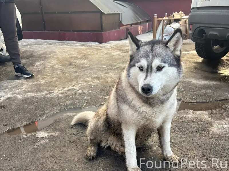 Найденна собака, ул. Вишневой