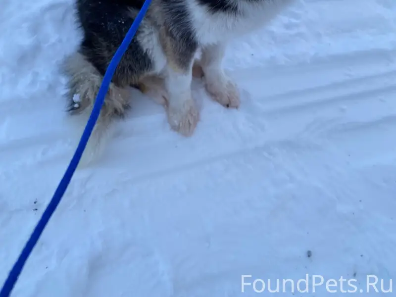 Пропала собака Икча, зимник Аксарка - Белоярск