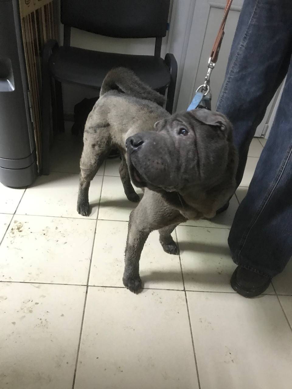 Найден пёс, Энгельс, перекрёсток Рабочая / Телеграфная