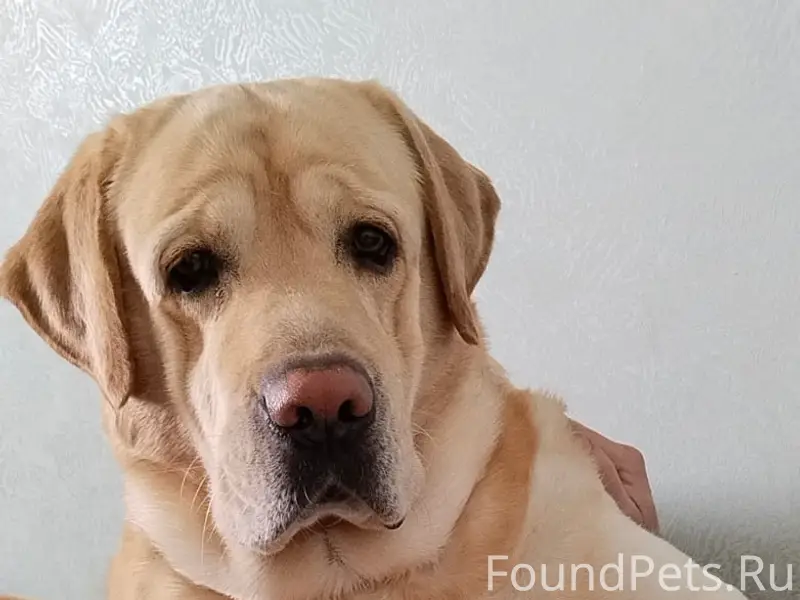 Пропал золотистый лабрадор Бакс, Чусовой