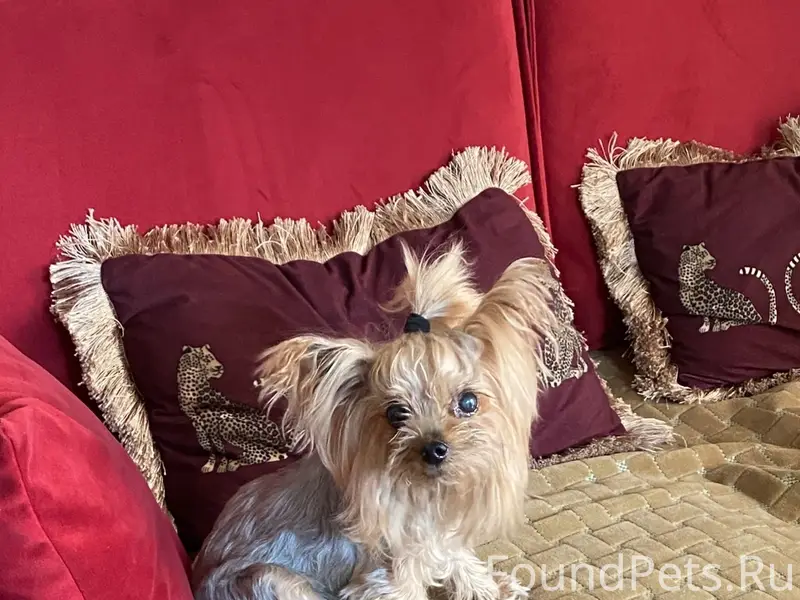 Пропала девочка йоркширский терьер, район Карпинского