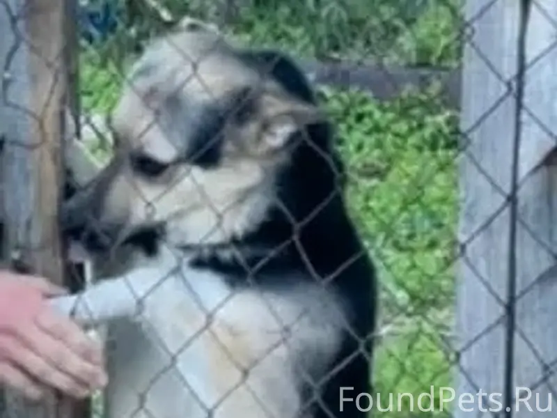 Пропал Дик, собака