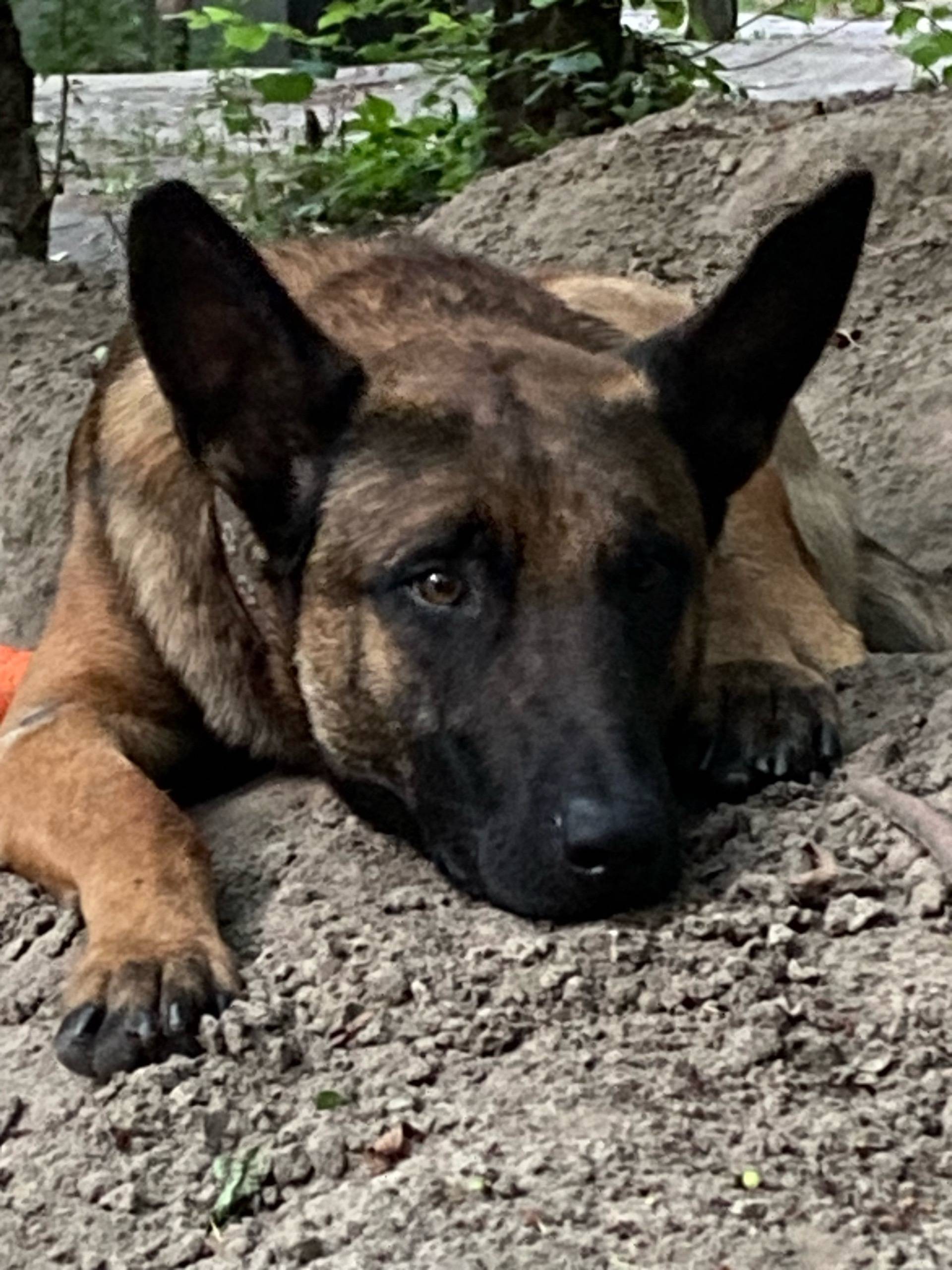 Пропал бельгийский Мухтар, Большой Суходол