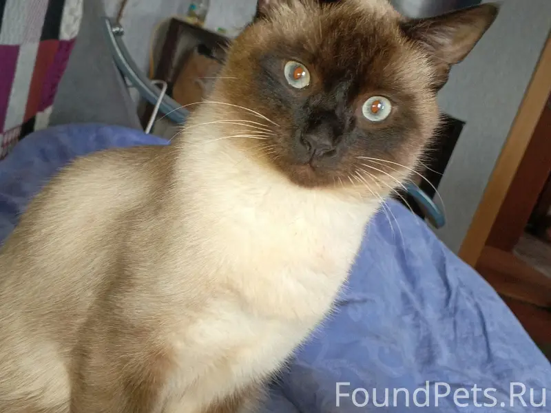 Пропал котёнок, район Некоузская, Галическая