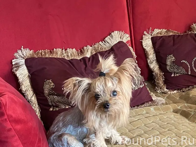 Пропала девочка йоркширский терьер, район Карпинского