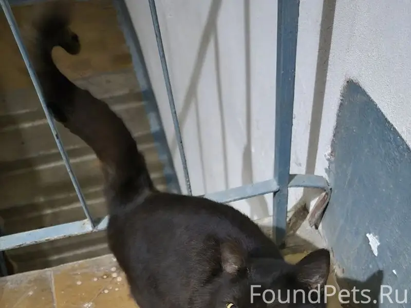 Найден котик в зелёном ошейнике