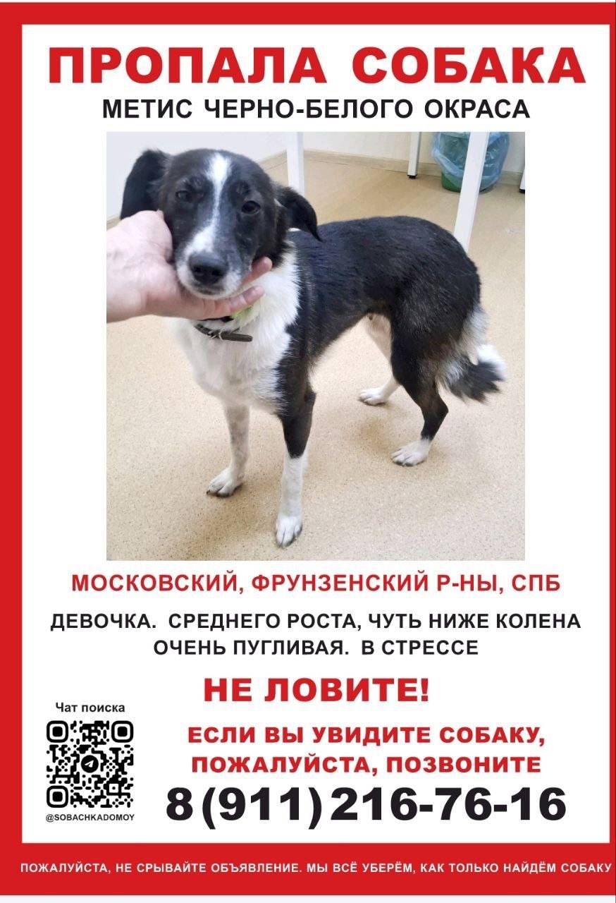 Пропала собака, черно-белая, Санкт-Петербург