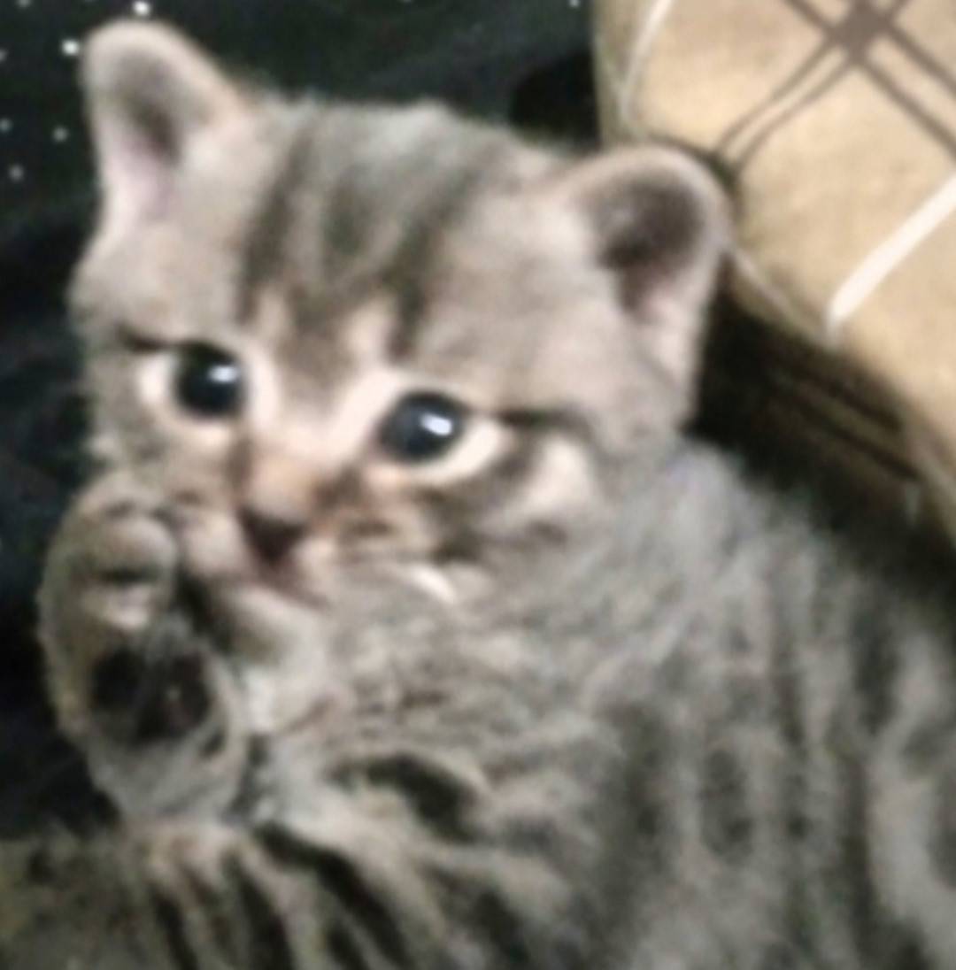 Пропал котёнок Лёва