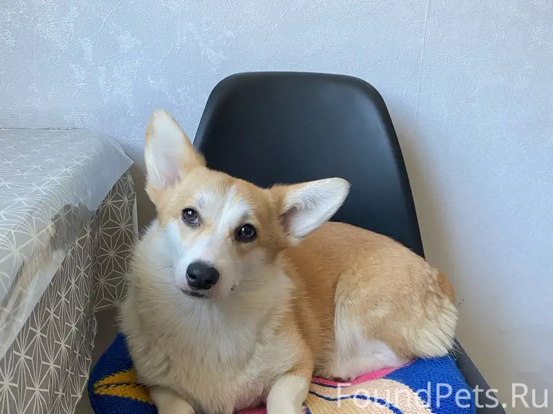 Пропала собака Боня, улица Сибирская