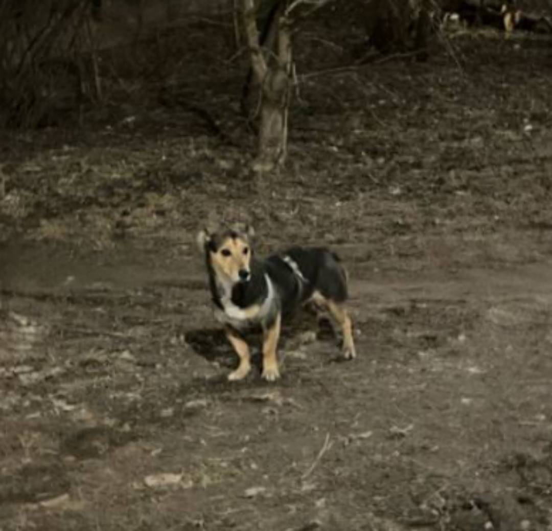 Пропала такса Буся, Калининский район