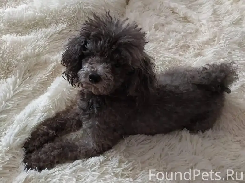 Пропала карликовый пудель Пуля, Коломна