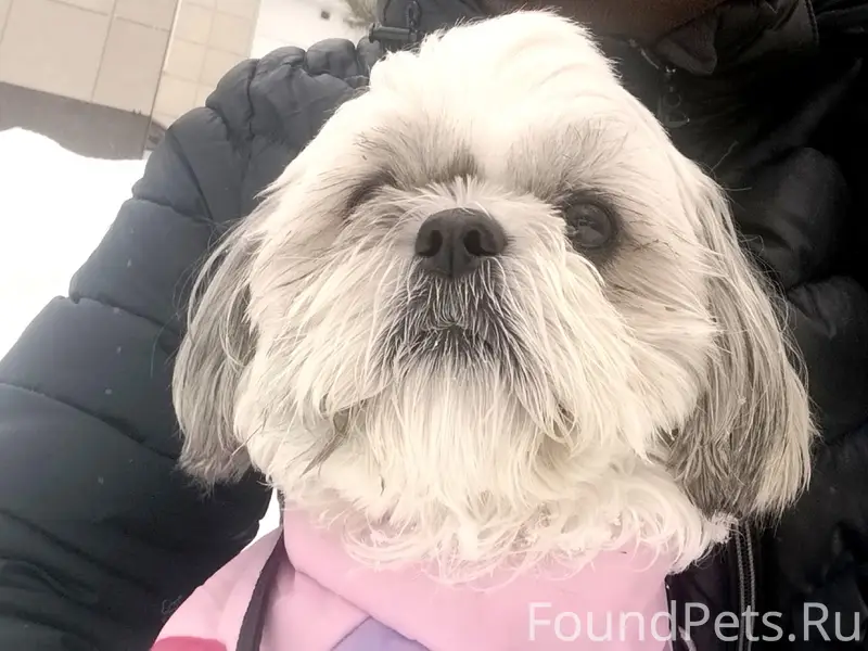Пропала маленькая собака ши-тцу Ася, Островского 34
