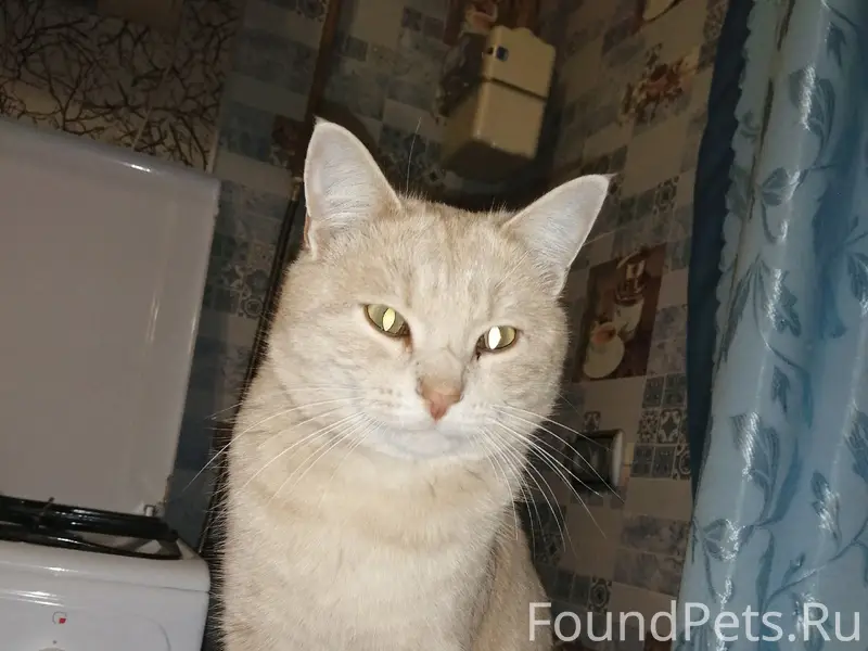 Пропал кот, одно ушко порвано, ул. Галушкина