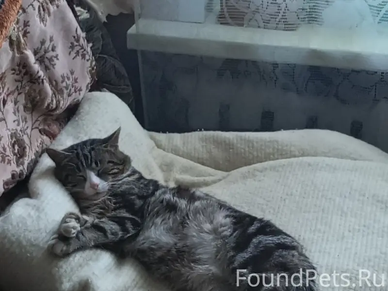 Пропал кот Гриша, район ул. Старослободская