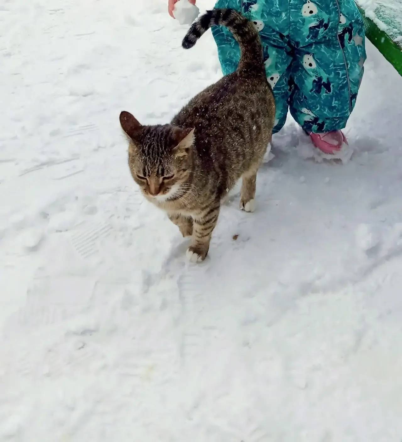 Пропала кошка, МЖК, рядом с ПВЗ Wildberries