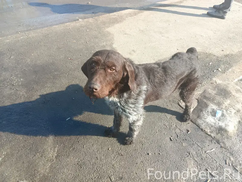 Пропала собака Дратхаар, село Доброе