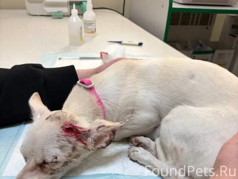 Найден белый щенок с розовым ошейником, Симферополь