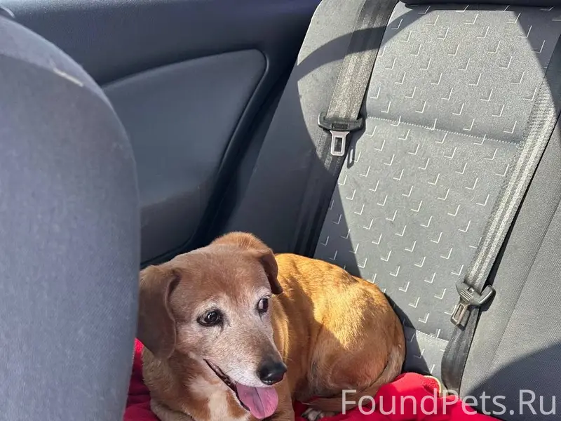 Найдена такса, трасса Ялта — Севастополь