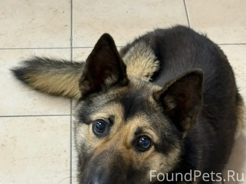 Найден щенок, предположительно глухой и слепой, Кировский район