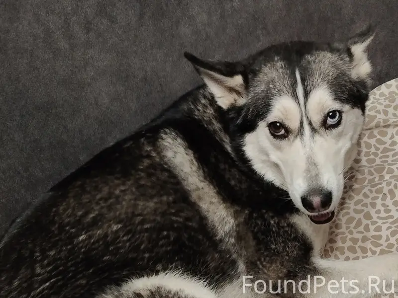 Пропала собака Юта, городок Строителей