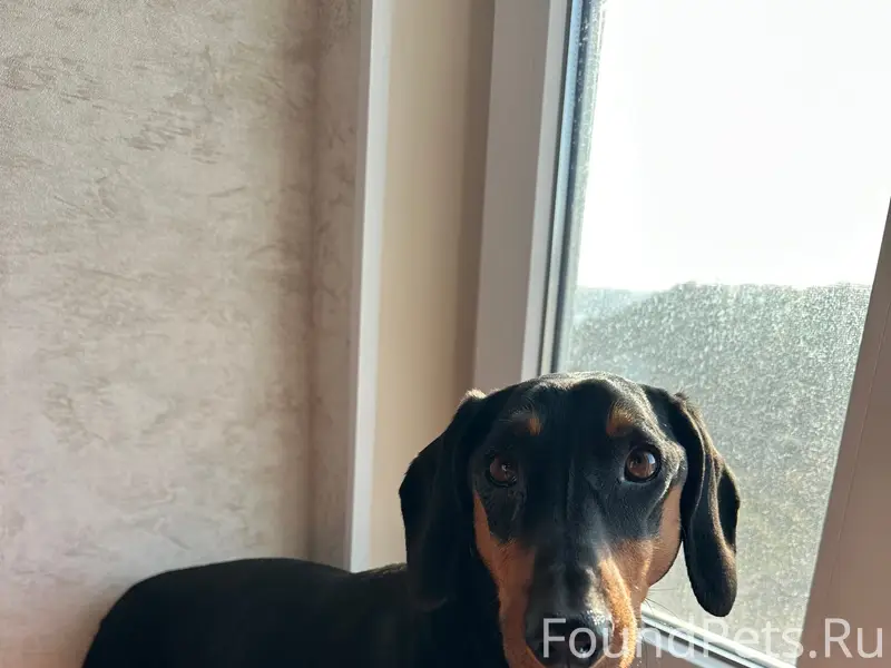 Найден кобель такса, ул. Богданова