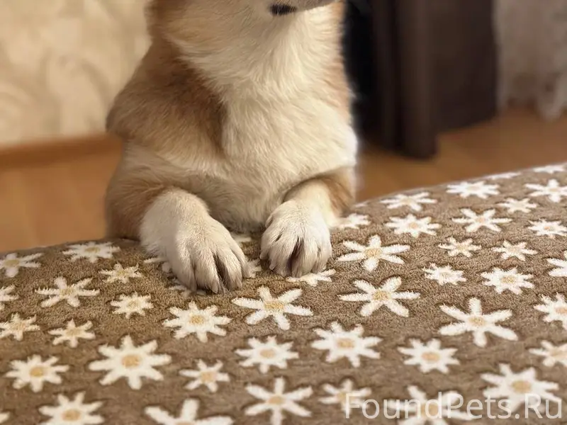 Пропала собака Лесси, есть ошейник