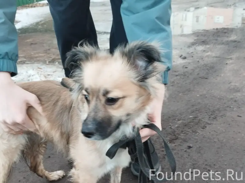 Найден тип собака, [без клички], Красногорск