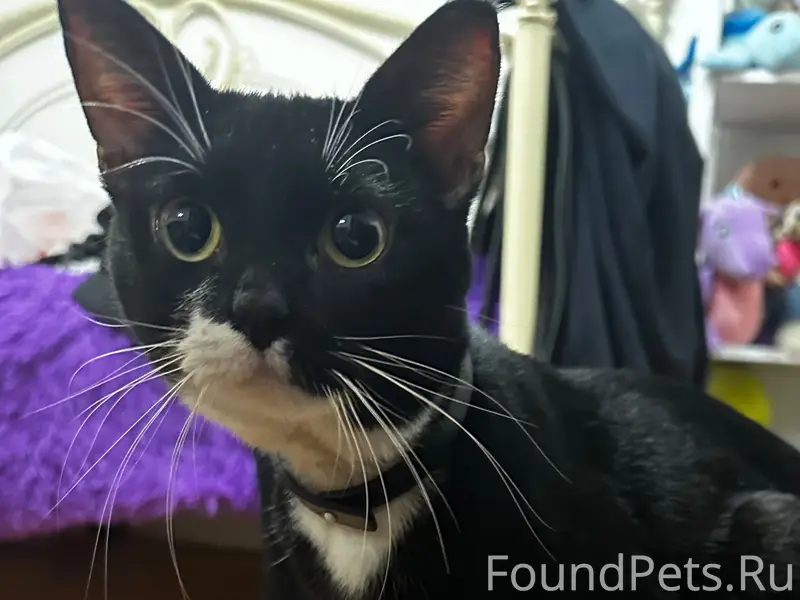 Найден котёнок с ошейником, Вокзальная улица