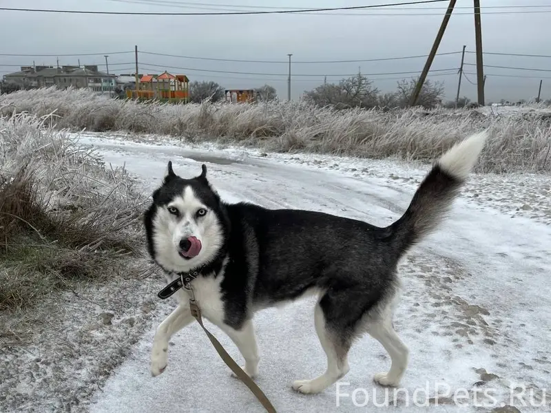Пропала хаски Малина, Строй-городок